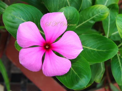  Flower